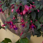 Terrace Jewel By Campo De Fiori