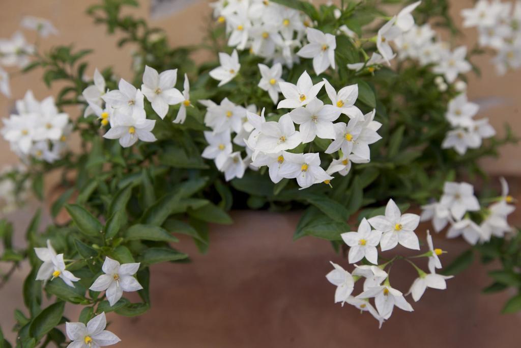 Appartamento Terrace Jewel By Campo De Fiori *