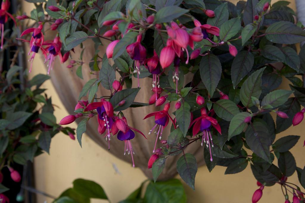 Appartamento Terrace Jewel By Campo De Fiori Roma